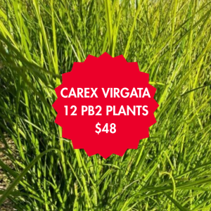 Carex Virgata 12 Plants Box